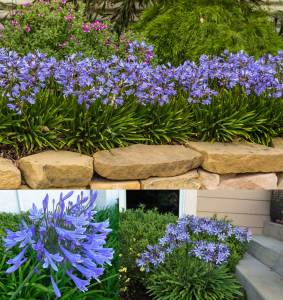 Mavi bodur Peter Pan agapanthus umbellatus şevkat çiçeği saksıda