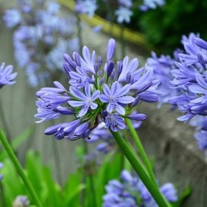 Mavi bodur Peter Pan agapanthus umbellatus şevkat çiçeği saksıda