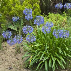 Mavi bodur Peter Pan agapanthus umbellatus şevkat çiçeği saksıda