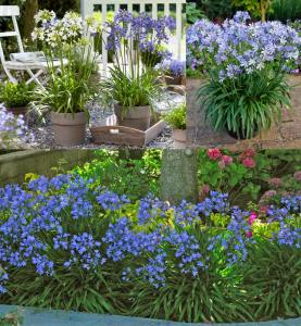 Mavi bodur Peter Pan agapanthus umbellatus şevkat çiçeği saksıda