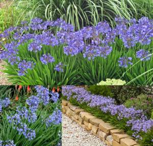 Mavi bodur Peter Pan agapanthus umbellatus şevkat çiçeği saksıda