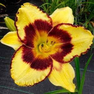 Calico Jack gün güzeli çiçeği saksıda hemerocallis