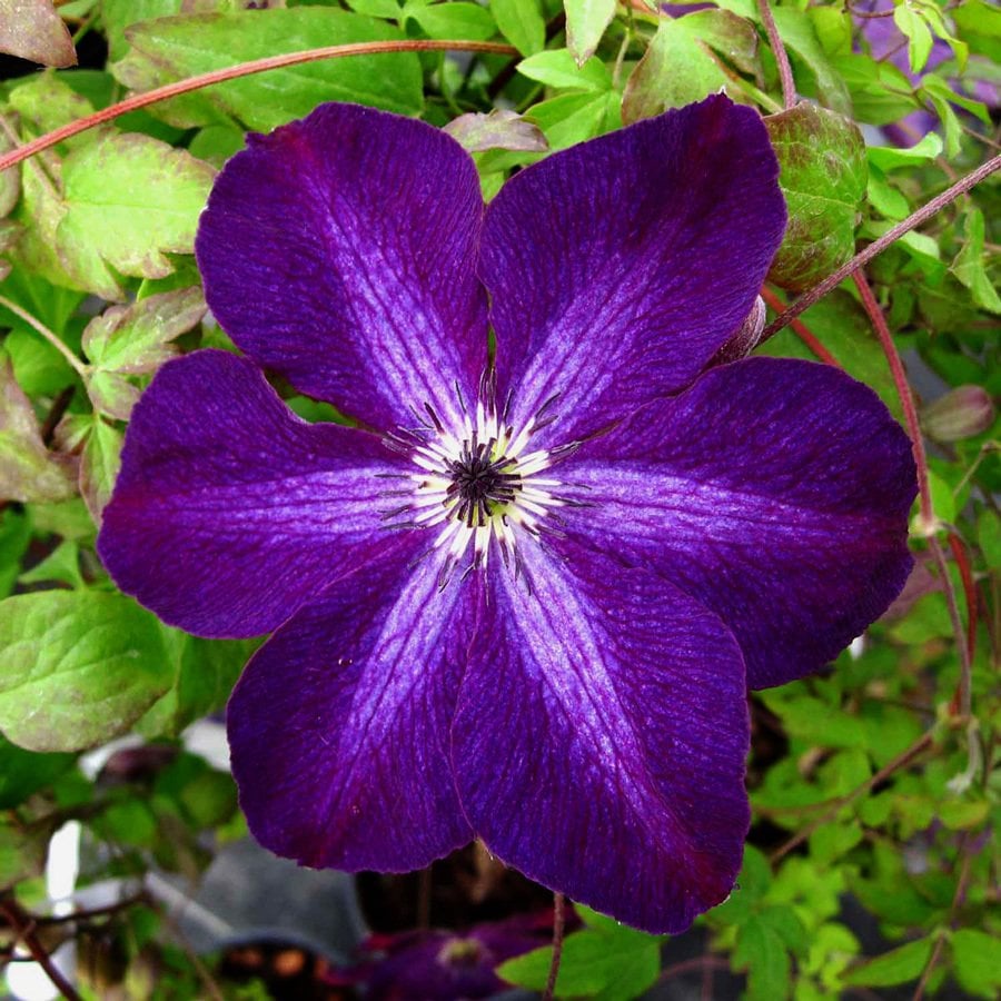 Night Veil clematis fidanı orman asması viticella