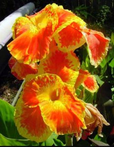 Florence Vaughan canna tesbih çiçeği saksıda