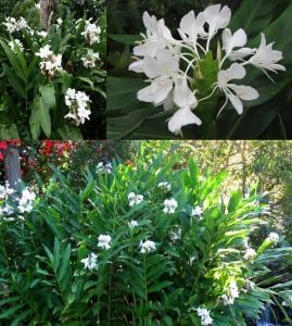 Yoğun parfüm kokulu zencefil zambağı çiçeği Hedychium coronarium