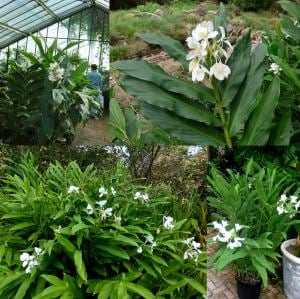 Yoğun parfüm kokulu zencefil zambağı çiçeği Hedychium coronarium