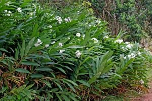 Yoğun parfüm kokulu zencefil zambağı çiçeği Hedychium coronarium