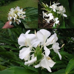 Yoğun parfüm kokulu zencefil zambağı çiçeği Hedychium coronarium