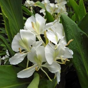 Yoğun parfüm kokulu zencefil zambağı çiçeği Hedychium coronarium