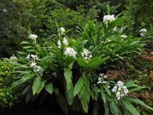 Yoğun parfüm kokulu zencefil zambağı çiçeği Hedychium coronarium