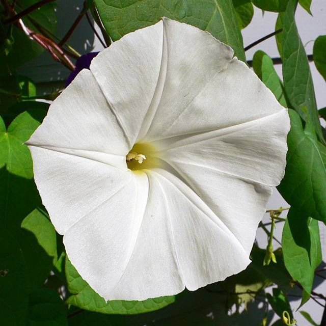 Beyaz sabah sefası tohumu inci taneleri pearly gates morning glory