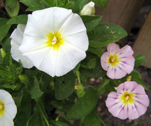 Beyaz sabah sefası tohumu inci taneleri pearly gates morning glory