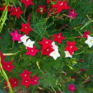 3 renk karışık servi sarmaşık tohumu ipomoea quamoclit cypress vine