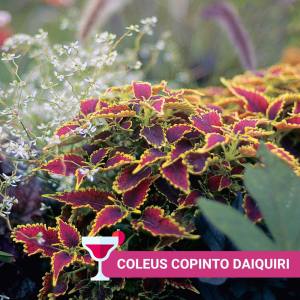 Daiquiri yaprak güzeli fidesi coleus x blumei kolyoz