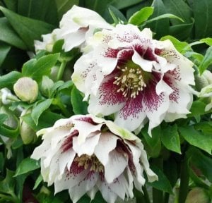 Katlı çilli beyaz noel gülü çiçeği helleborus double ellen spotted white