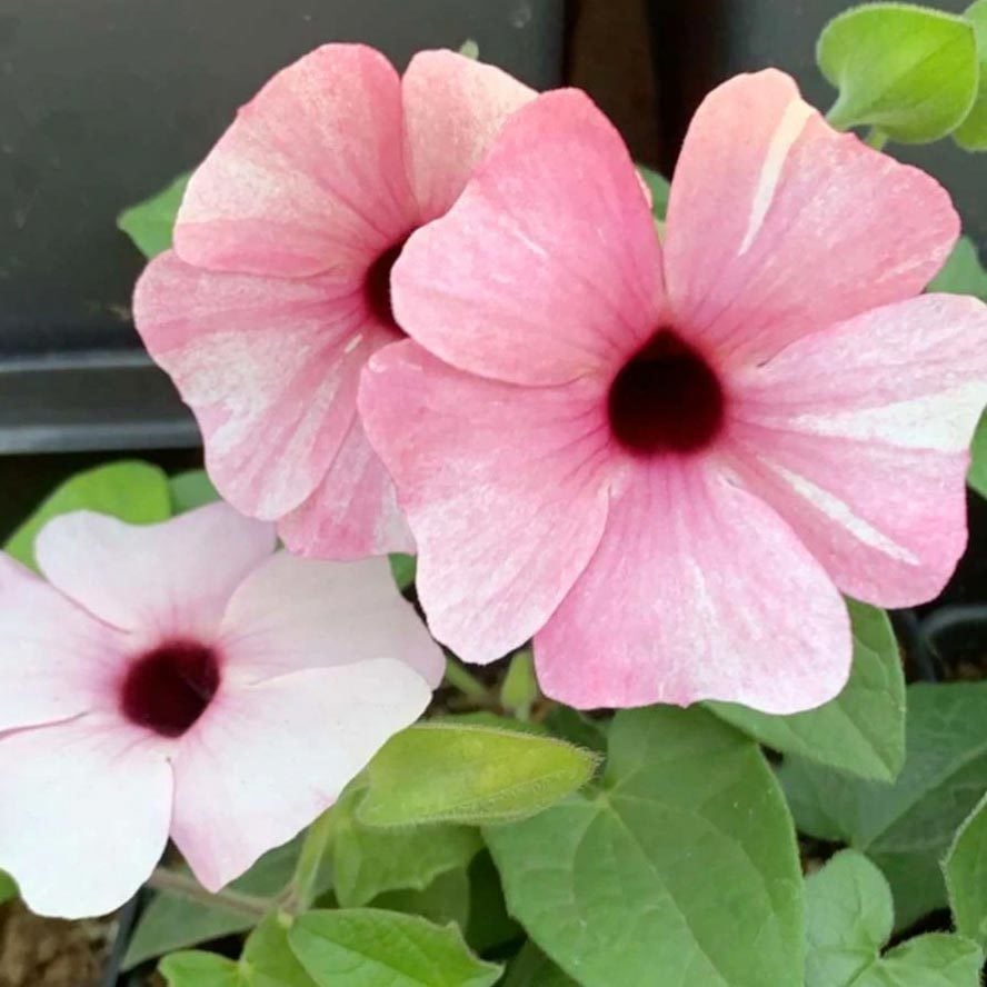 Karagözlü suzan sarmaşığı fidesi thunbergia alata pink beauty