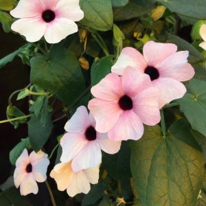 Karagözlü suzan sarmaşığı fidesi thunbergia alata pink beauty