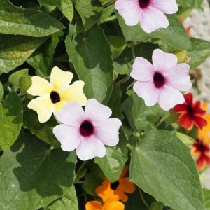 Karagözlü suzan sarmaşığı fidesi thunbergia alata pink beauty