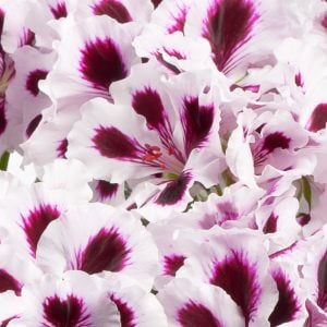 Mor çizgili canan sardunya fidesi pelargonium aristo purple stripes