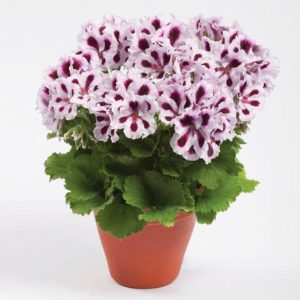 Mor çizgili canan sardunya fidesi pelargonium aristo purple stripes