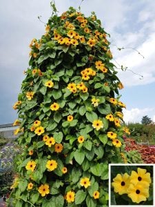 Karagözlü suzan sarmaşığı fidesi thunbergia alata apricot