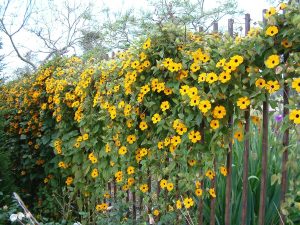 Karagözlü suzan sarmaşığı fidesi thunbergia alata apricot