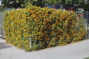 Karagözlü suzan sarmaşığı fidesi thunbergia alata apricot