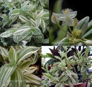 Yeşil beyaz telgraf çiçeği fidesi tradescantia albiflora