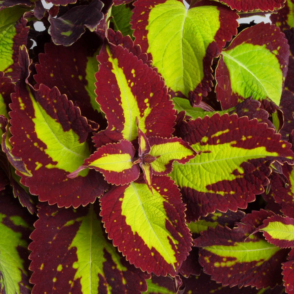 Saturan yaprak güzeli fidesi coleus x blumei kolyoz