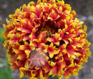 Gaillardia tohumu katmerli hibrit sundance bicolor