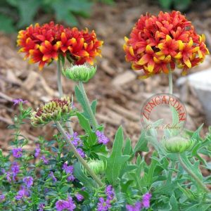 Gaillardia tohumu katmerli hibrit sundance bicolor