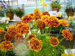 Gaillardia tohumu katmerli hibrit sundance bicolor