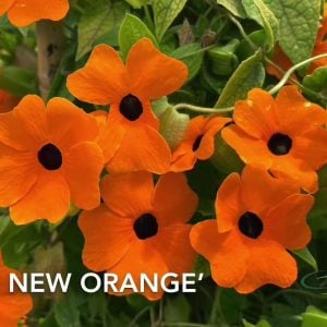 Karagözlü suzan sarmaşığı fidesi thunbergia sunny susy new orange