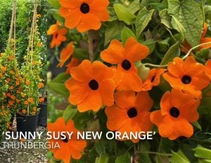 Karagözlü suzan sarmaşığı fidesi thunbergia sunny susy new orange