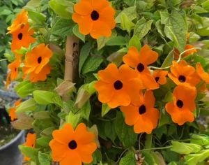 Karagözlü suzan sarmaşığı fidesi thunbergia sunny susy new orange