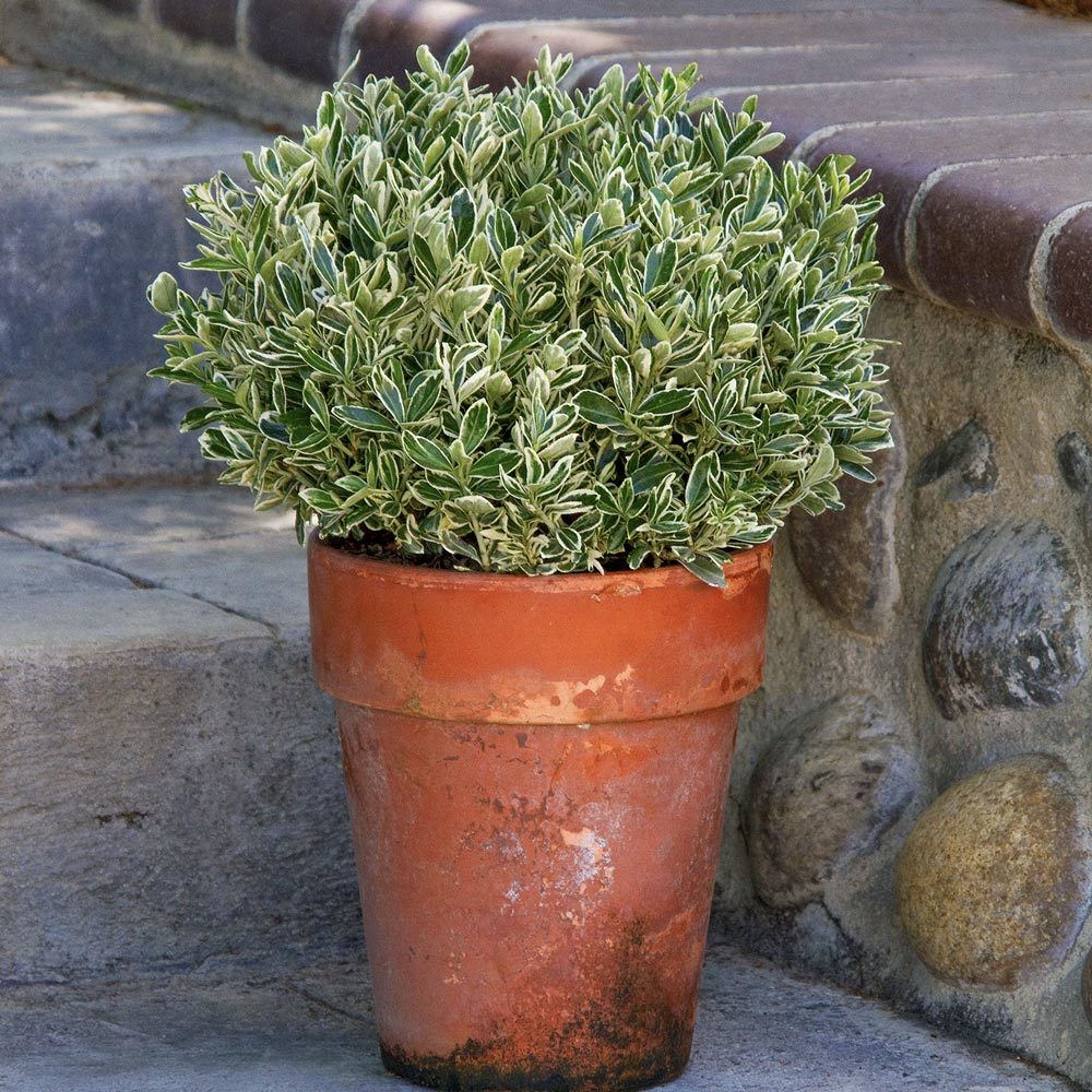 Beyaz yeşil çıtır taflan fidanı euonymus japonicus microphyllus white spire