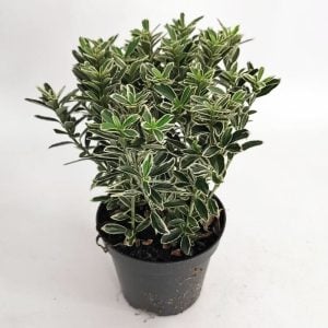 Beyaz yeşil çıtır taflan fidanı euonymus japonicus microphyllus white spire