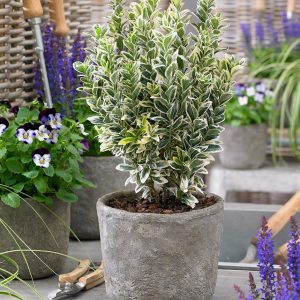 Beyaz yeşil çıtır taflan fidanı euonymus japonicus microphyllus white spire