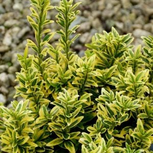 Sarı yeşil çıtır taflan fidanı euonymus japonicus microphyllus aureovariegatus