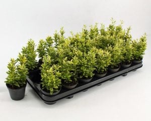 Sarı yeşil çıtır taflan fidanı euonymus japonicus microphyllus aureovariegatus