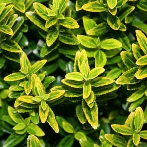 Sarı yeşil çıtır taflan fidanı euonymus japonicus microphyllus aureovariegatus