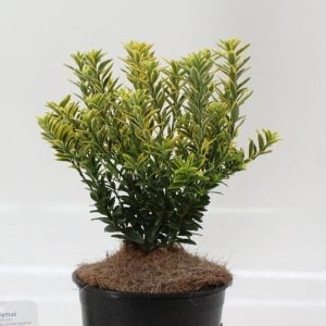 Sarı yeşil çıtır taflan fidanı euonymus japonicus microphyllus aureovariegatus