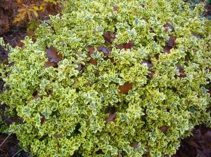 Altuni taflan fidanı euonymus japonica aureus