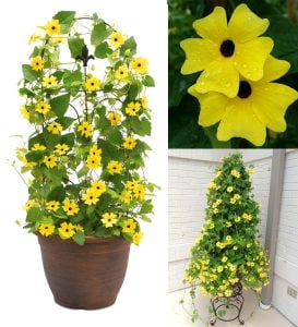 Karagözlü suzan sarmaşığı fidesi thunbergia lemon star