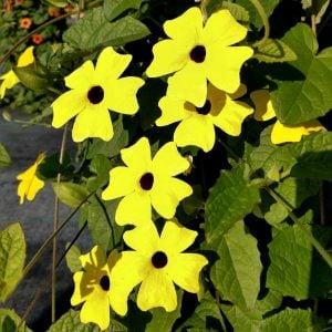 Karagözlü suzan sarmaşığı fidesi thunbergia lemon star