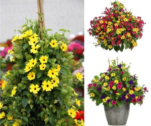 Karagözlü suzan sarmaşığı fidesi thunbergia lemon star