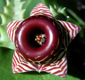 Huernia zebrina magniflora sukulent