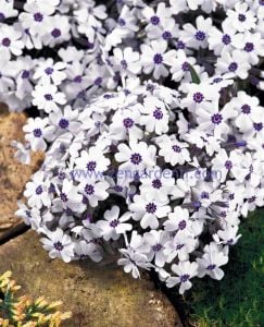 Phlox subulata yayılıcı floks pharaoh blue eye