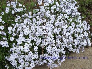 Phlox subulata yayılıcı floks pharaoh blue eye