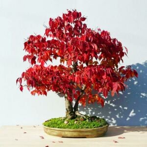 Keyaki japanese japon zelkova ağacı tohumu